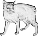manx cat